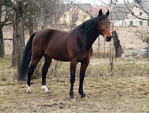 Obrazek